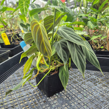 Load image into Gallery viewer, Philodendron Splendid, Exact Plant Ships Nationwide
