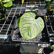 Load image into Gallery viewer, Philodendron Sodiroi True Form, Exact Plant Ships Nationwide
