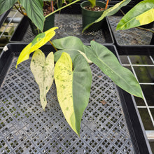 Load image into Gallery viewer, Philodendron Ilsemanii Variegated exact plant, Fedex 2day*
