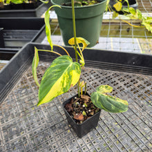 Load image into Gallery viewer, Philodendron Hederaceum Micans Aurea, Exact Plant Variegated Ships Nationwide
