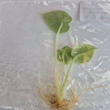 Load image into Gallery viewer, Alocasia Melo Aurea Variegated tissue culture 2DayAir
