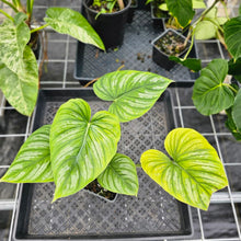 Load image into Gallery viewer, Philodendron Mamei, Exact Plant Ships Nationwide
