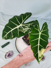 Load image into Gallery viewer, Frydek, Exact Plant, variegated Alocasia
