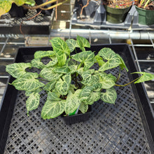 Load image into Gallery viewer, Syngonium Batik 2.5" pot, Fedex 2day*
