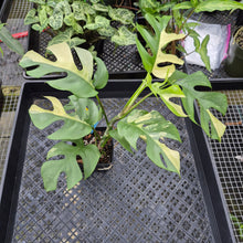 Load image into Gallery viewer, Rhaphidophora Tetrasperma Albo, Exact Plant Variegated Ships Nationwide
