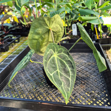 Load image into Gallery viewer, Anthurium &quot;Michelle x Zara&quot; x Noid Hybrid, Exact Plant Ships Nationwide
