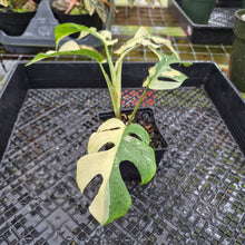Load image into Gallery viewer, Rhaphidophora Tetrasperma Albo, Exact Plant Variegated Ships Nationwide
