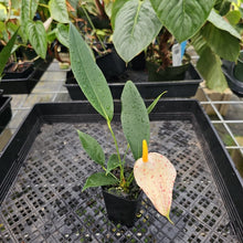 Load image into Gallery viewer, Anthurium Scherzerianum &quot;Pig Tail&quot;, Exact Plant Ships Nationwide
