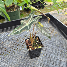 Load image into Gallery viewer, Alocasia Sanderiana 'Nobilis' Aurea, Exact Plant Ships Nationwide
