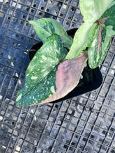 Load image into Gallery viewer, Syngonium Red Spot Tricolor, Exact Plant Variegated Ships Nationwide

