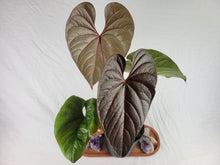 Load image into Gallery viewer, Anthurium Moodeanum, Exact Plant X Large, twin top
