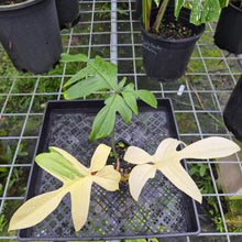 Load image into Gallery viewer, Philodendron Florida Ghost, Exact Plant
