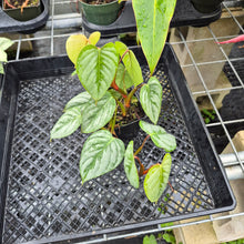 Load image into Gallery viewer, Philodendron Sodiroi True Form, Exact Plant Ships Nationwide
