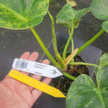 Load image into Gallery viewer, Philodendron Giganteum, Exact Plant Variegated Ships Nationwide

