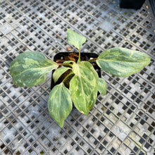 Load image into Gallery viewer, Philodendron Gloriosum Snow Leopard variegated 2.5" pot, Fedex 2day*
