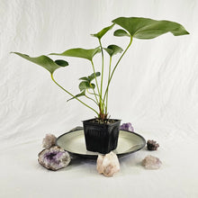 Load image into Gallery viewer, Anthurium Brownii, Exact Plant double plant
