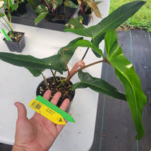 Load image into Gallery viewer, Philodendron Mexicanum, Exact Plant Ships Nationwide
