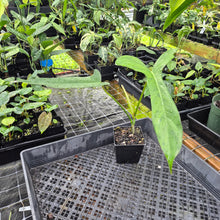 Load image into Gallery viewer, Philodendron Longilobatum Lelano Miyano, Exact Plant Ships Nationwide
