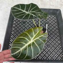 Load image into Gallery viewer, Alocasia Longiloba Grandis x Sanderiana 'Mark Campbell' exact plant, Fedex 2day*
