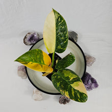 Load image into Gallery viewer, Philodendron Green Congo Nuclear, Exact Plant Variegated
