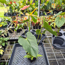 Load image into Gallery viewer, Anthurium Shibori, Exact Plant Variegated Ships Nationwide
