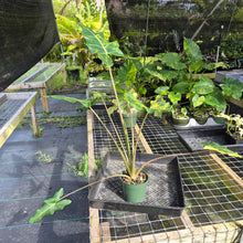 Load image into Gallery viewer, Alocasia Sarian aurea variegated exact plant, Fedex 2day*
