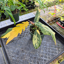 Load image into Gallery viewer, Philodendron Caramel Marble, Exact Plant Variegated Ships Nationwide

