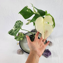 Load image into Gallery viewer, Monstera Borsigiana Albo Deliciosa, Exact Plant Variegated Ships Nationwide
