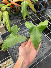 Load image into Gallery viewer, Anthurium Balaoanum "Dussii" 4" pot, Fedex 2day*
