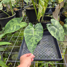 Load image into Gallery viewer, Homalomena Schismatoglottis Neoguineensis, Exact Plant Ships Nationwide
