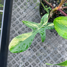 Load image into Gallery viewer, Philodendron Florida Beauty Variegated 6" pot, Fedex 2day
