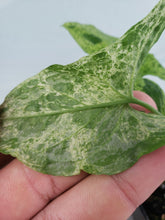 Load image into Gallery viewer, Mojito, exact plant, variegated Syngonium Podoph., ships nationwide
