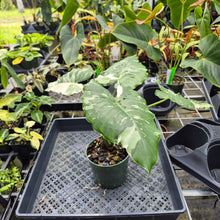 Load image into Gallery viewer, Alocasia Odora, Okinawa Silver, Exact Plant Variegated Ships Nationwide
