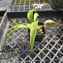 Load image into Gallery viewer, Anthurium Vittarifolium , Exact Plant Variegated Ships Nationwide
