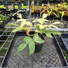 Load image into Gallery viewer, Philodendron Florida Ghost, Exact Plant Ships Nationwide
