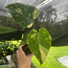 Load image into Gallery viewer, Monstera Deliciosa Creme Brulee variegated exact plant, Fedex 2day*
