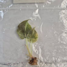 Load image into Gallery viewer, Alocasia Cuprea Golden Latte Variegated tissue culture 2DayAir
