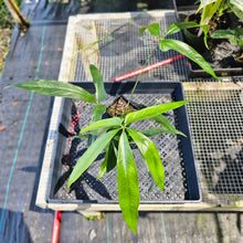 Load image into Gallery viewer, Anthurium Polydactylum, Exact Plant Ships Nationwide
