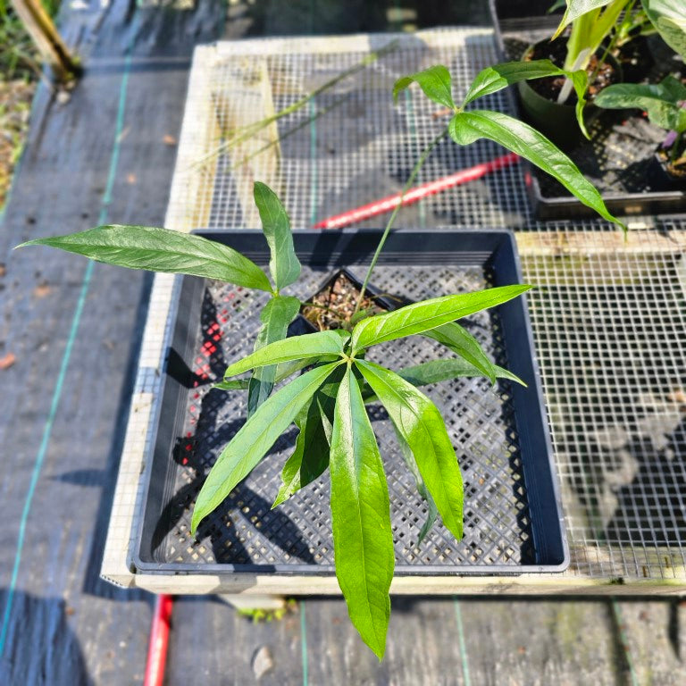 Anthurium Polydactylum, Exact Plant Ships Nationwide