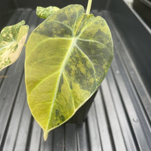 Load image into Gallery viewer, Alocasia Black Velvet Aurea Variegated exact plant, Fedex 2day*

