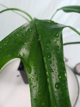 Load image into Gallery viewer, Holtonianum, exact plant, Philodendron, ships nationwide
