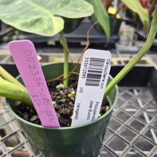 Load image into Gallery viewer, Philodendron Jose Buono, Exact Plant Variegated Ships Nationwide
