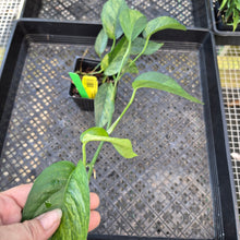 Load image into Gallery viewer, Epipremnum Pinnatum Tricolor Mint, Exact Plant Variegated Ships Nationwide
