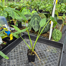 Load image into Gallery viewer, Monstera Burle Marx Flame, Exact Plant Ships Nationwide
