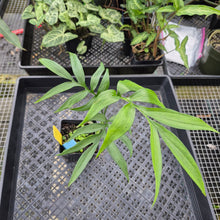 Load image into Gallery viewer, Monstera Subpinnata, Exact Plant Ships Nationwide
