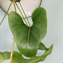 Load image into Gallery viewer, Anthurium Brownii Large Shipped Nationwide
