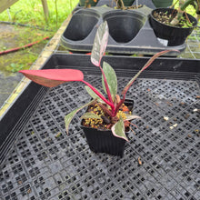 Load image into Gallery viewer, Philodendron Pink Princess Galaxy Variegated 4" pot, Fedex 2day*
