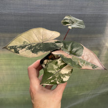 Load image into Gallery viewer, Alocasia Yucatan Princess Pink variegated exact plant, Fedex 2day*
