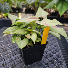 Load image into Gallery viewer, Syngonium Strawberry Milk , Exact Plant Variegated Ships Nationwide
