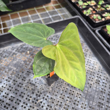 Load image into Gallery viewer, Anthurium Papillilaminum Fort Sherman X Ralph Lynam,Exact Plant Ships Nationwide
